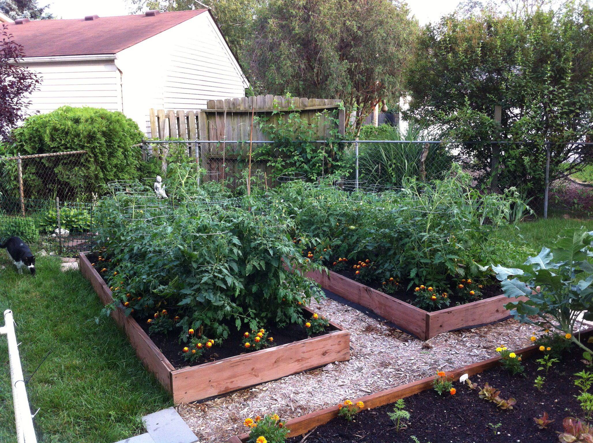 Raised Bed Garden Tomato Bed Aug