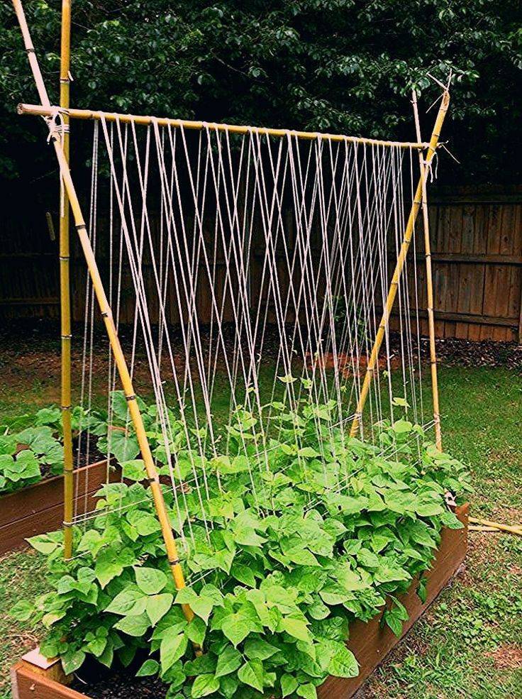 Vegetable Garden Trellis Ideas Simphome