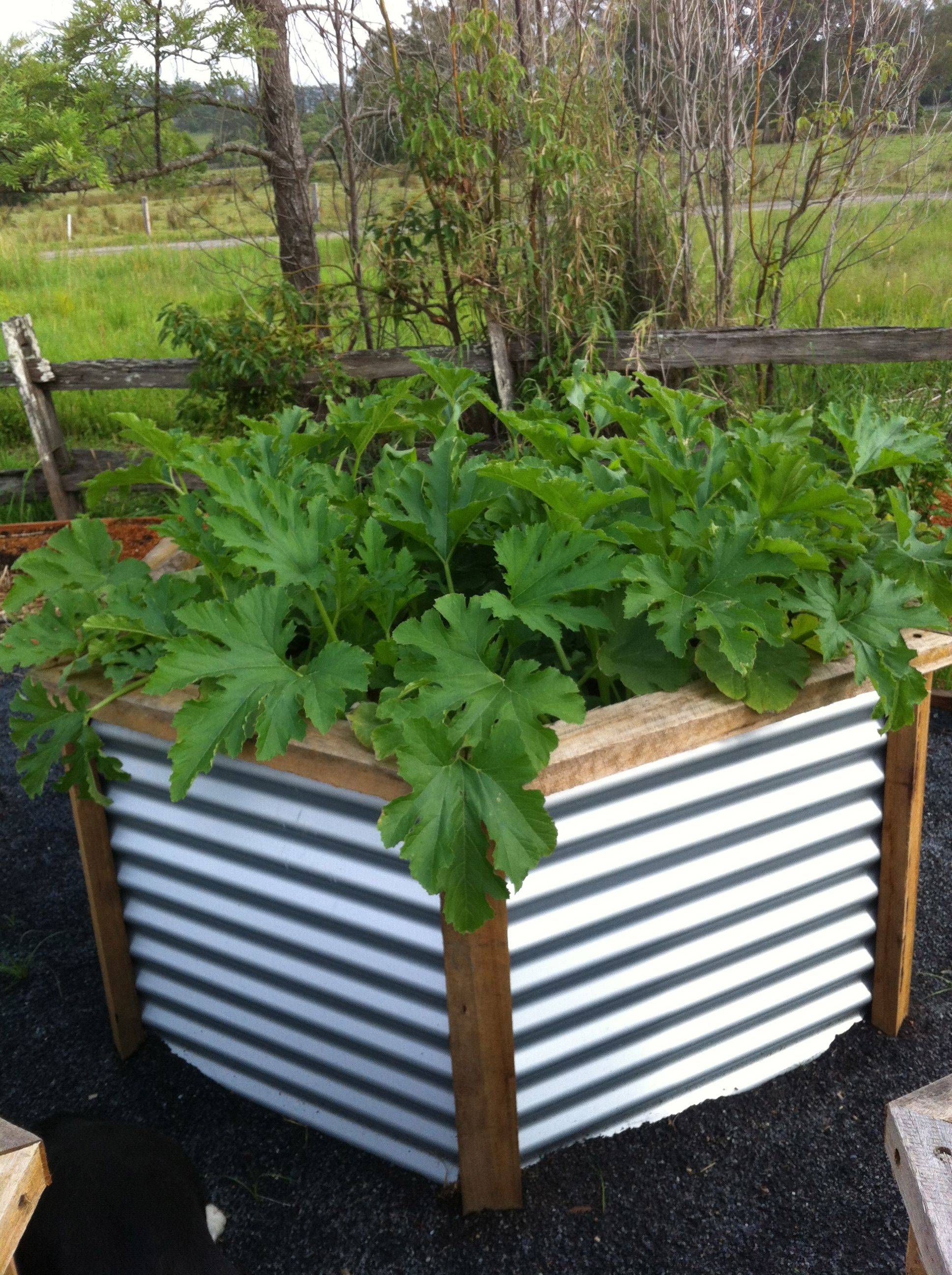 Hexagonal Raised Beds