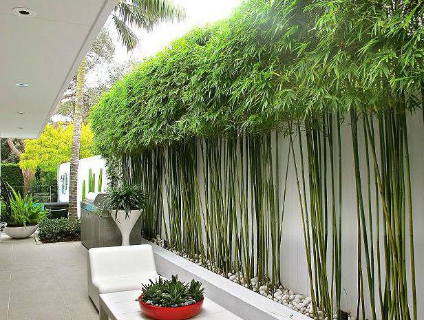 Bamboo Garden Wall Covering Ideas Use Bamboo Fencing Roll