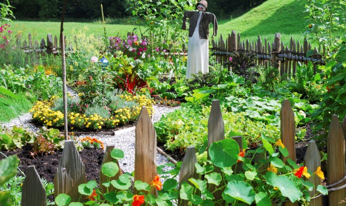 Edible Container Gardens
