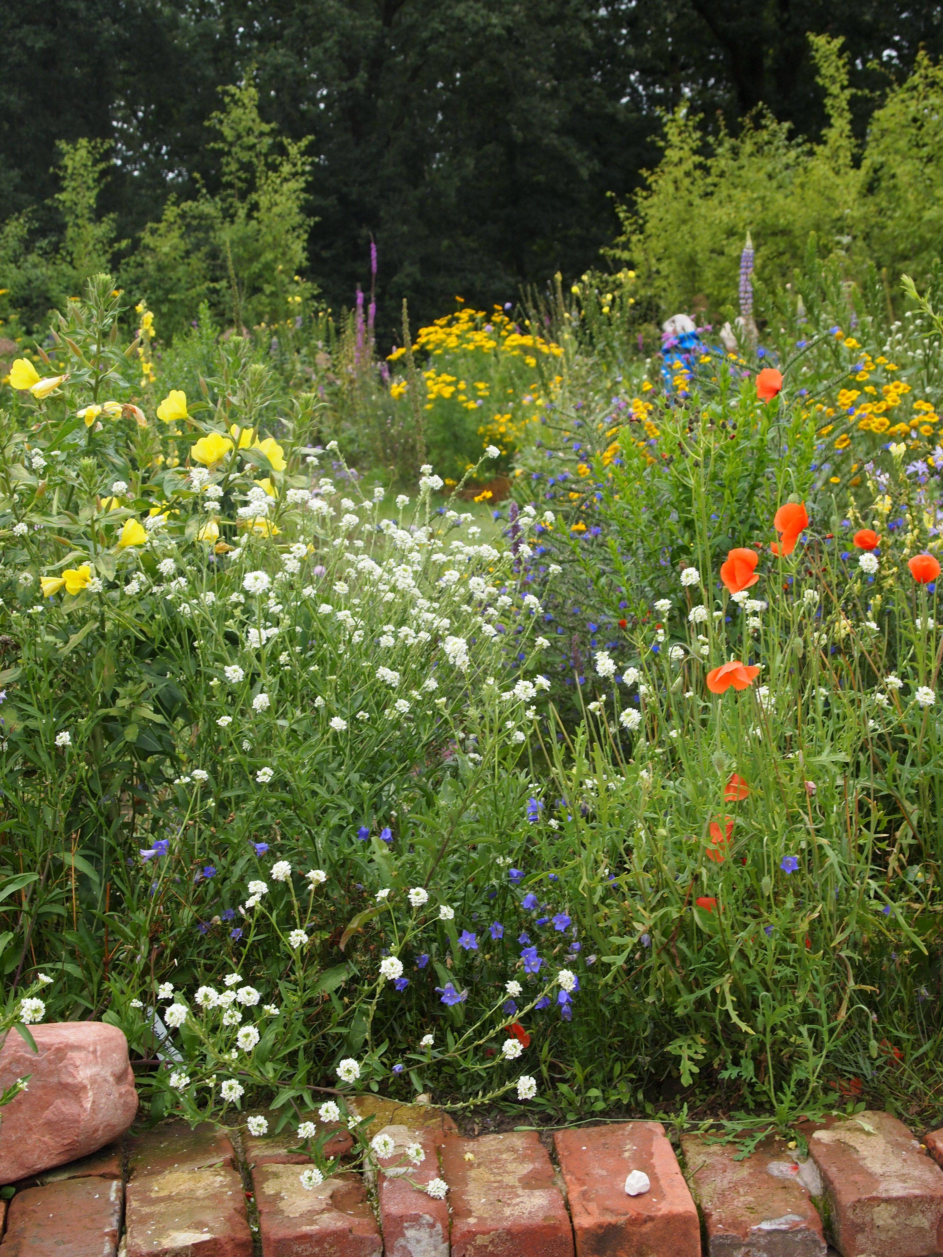 Meadow Great Britain Wildflower Garden
