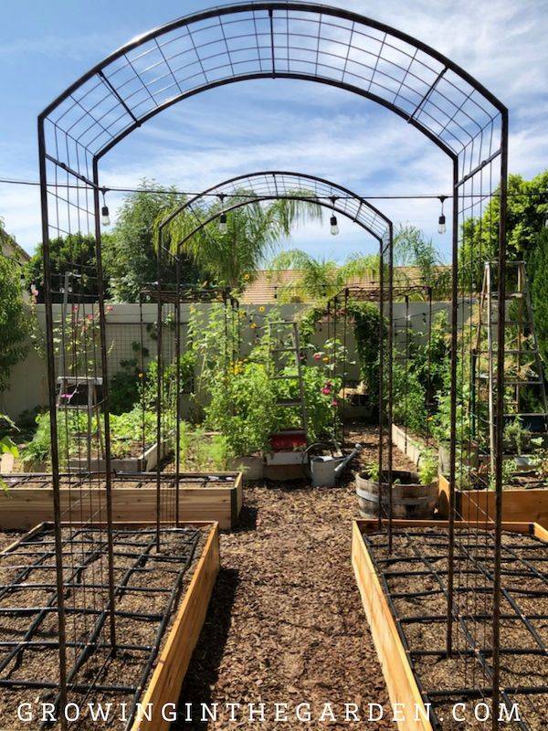 Gardenary Arch Trellis