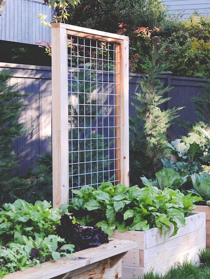 Best Diy Garden Trellis Projects