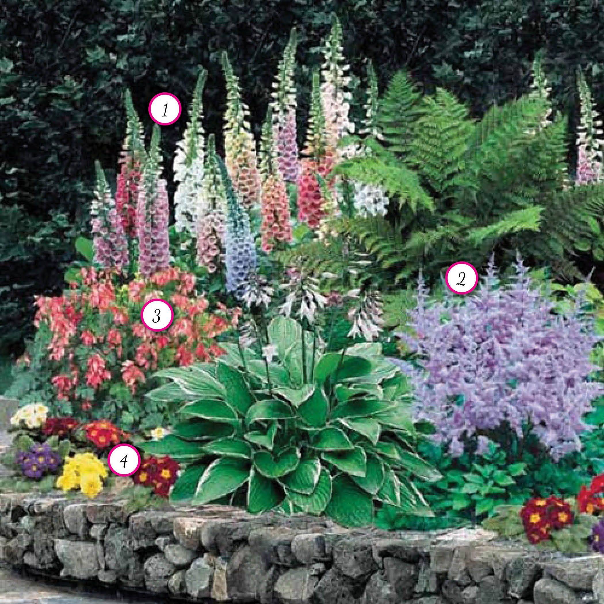 Shade Garden