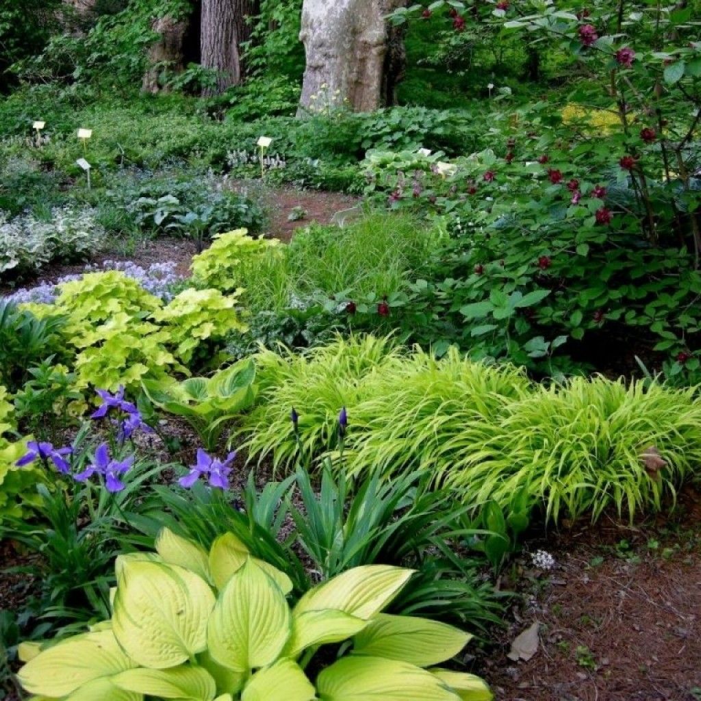 Garden Designs Foundation Shrubs