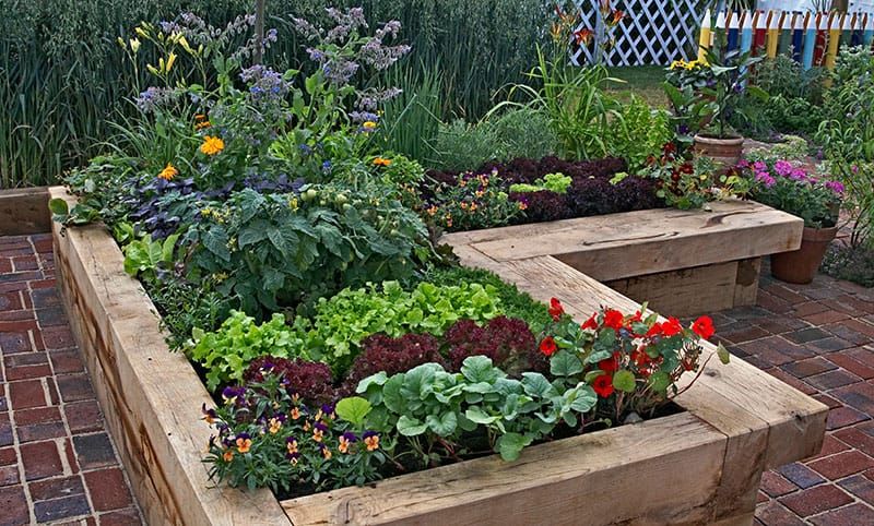 Vegetable Gardening Youtube