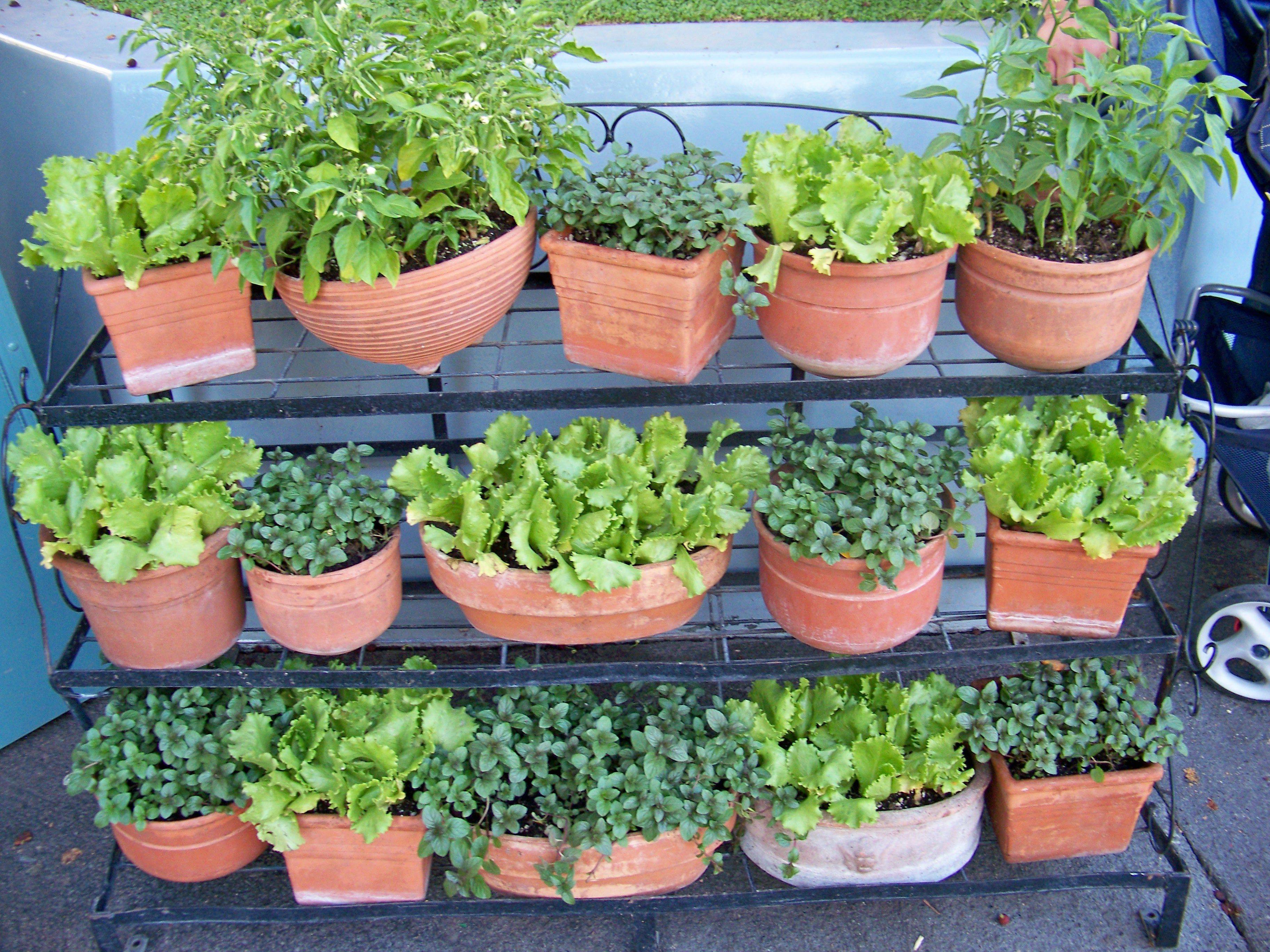 Patio Vegetable Garden Containers