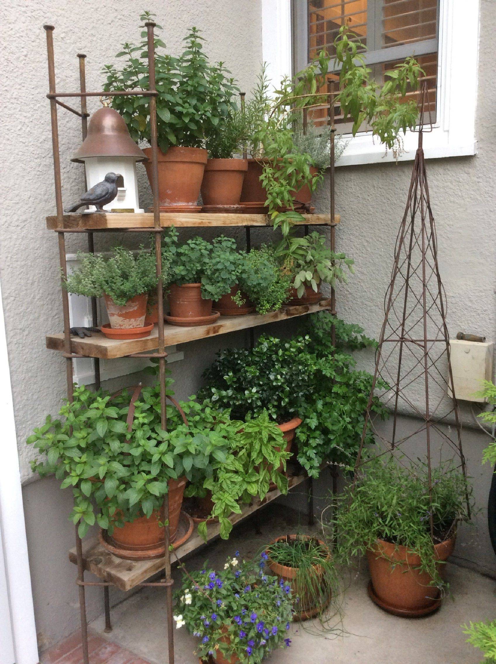 A Patio Herb Garden
