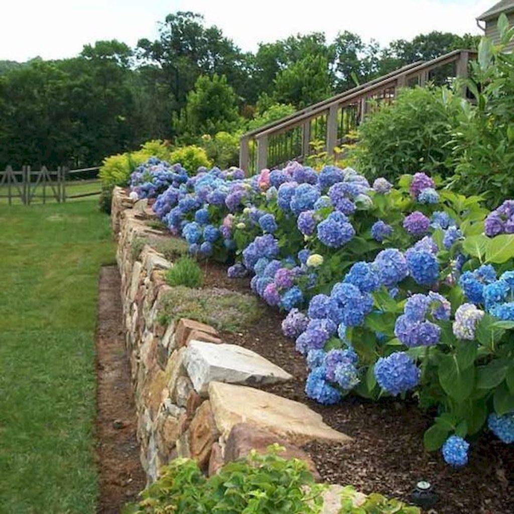 Hydrangea Garden Ideas