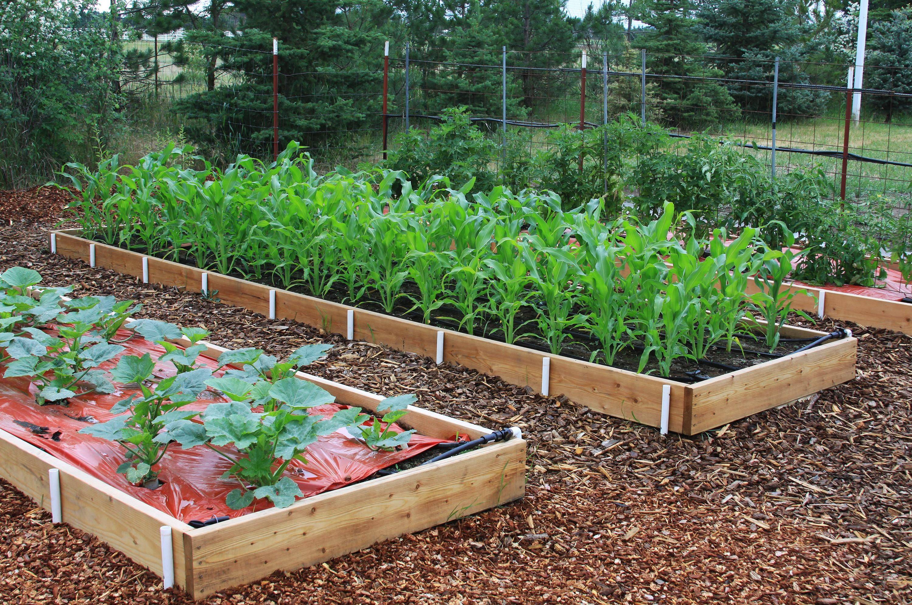 Lovely Raised Vegetables Garden Ideas