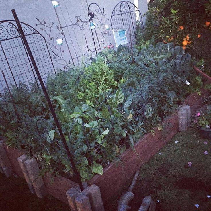 A Vegetable Garden