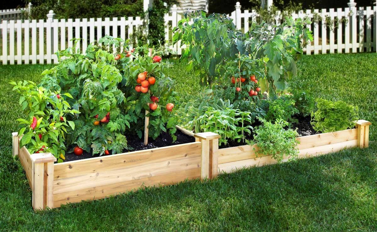 A Raised Vegetable Garden