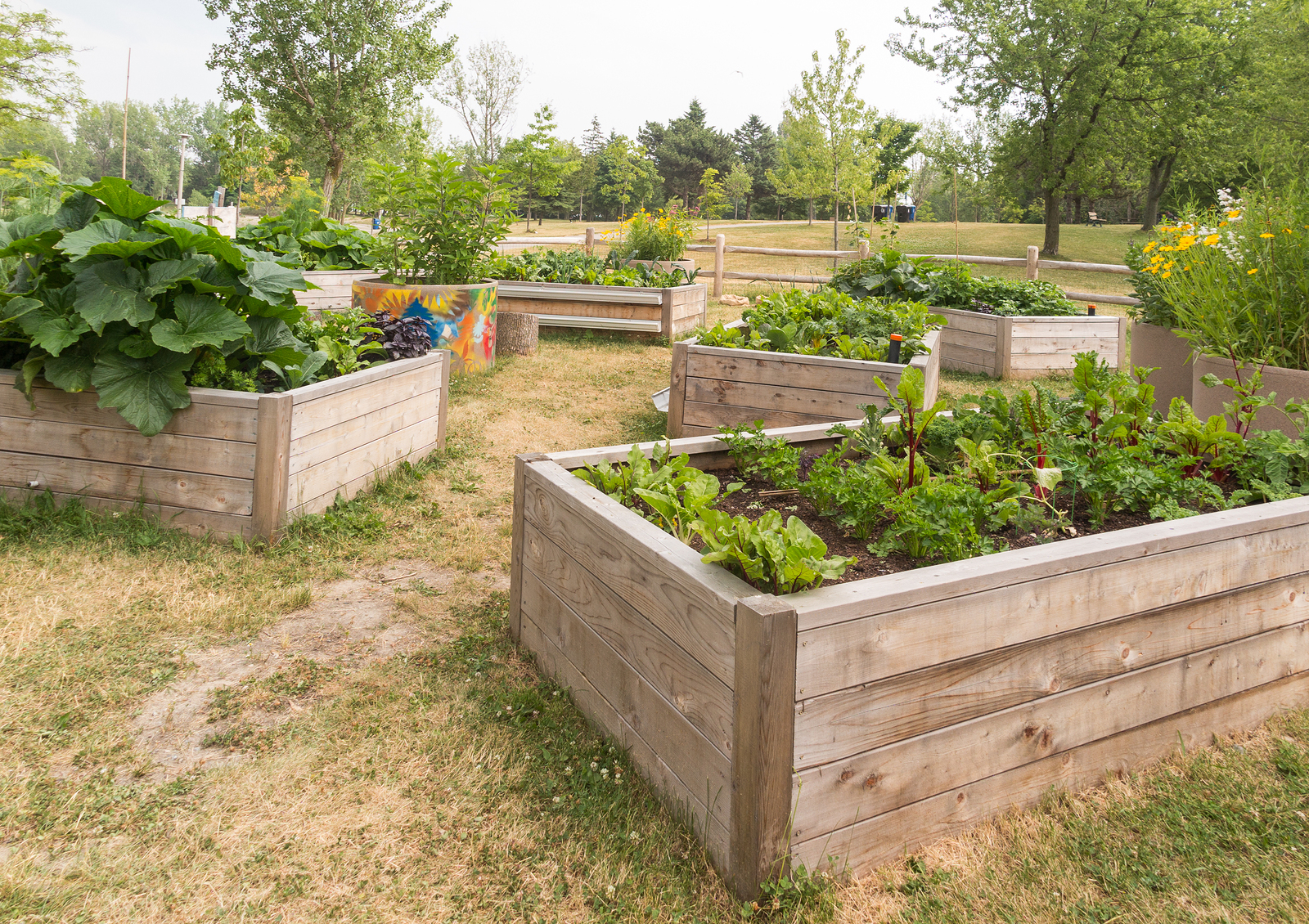 Raised Garden Beds