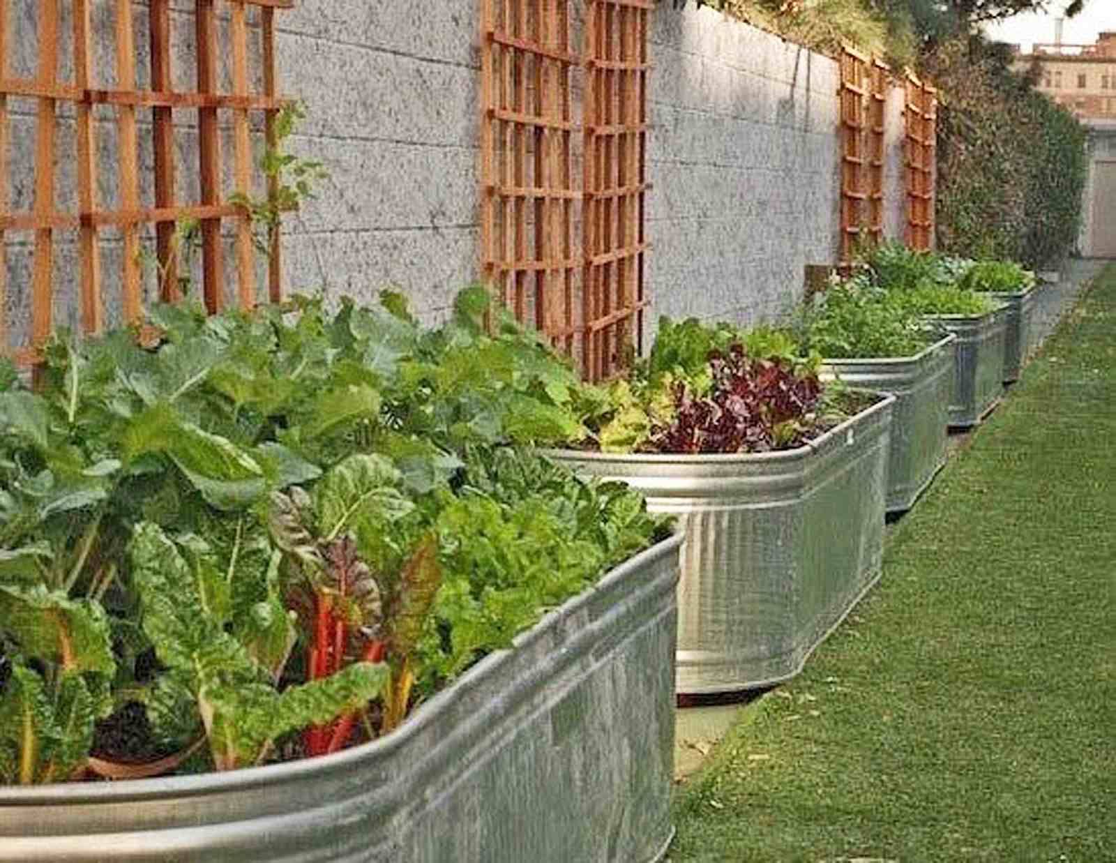 Bed Vegetable Garden Garden