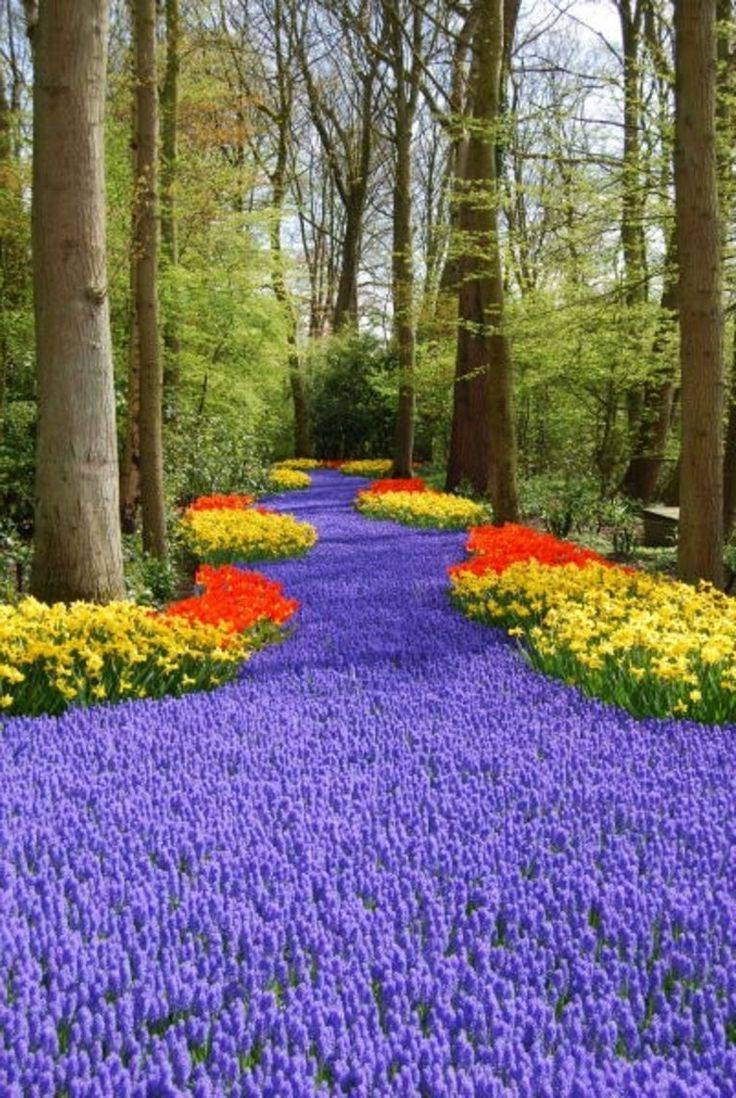 Amazing And Beautiful Emerald Blue Creeping Phlox Ideas