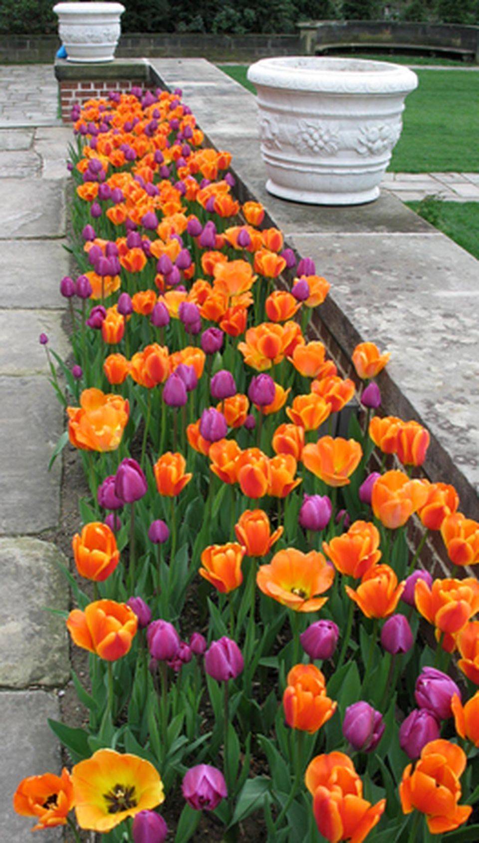 Organic Gardening Encyclopedia Tulips Garden