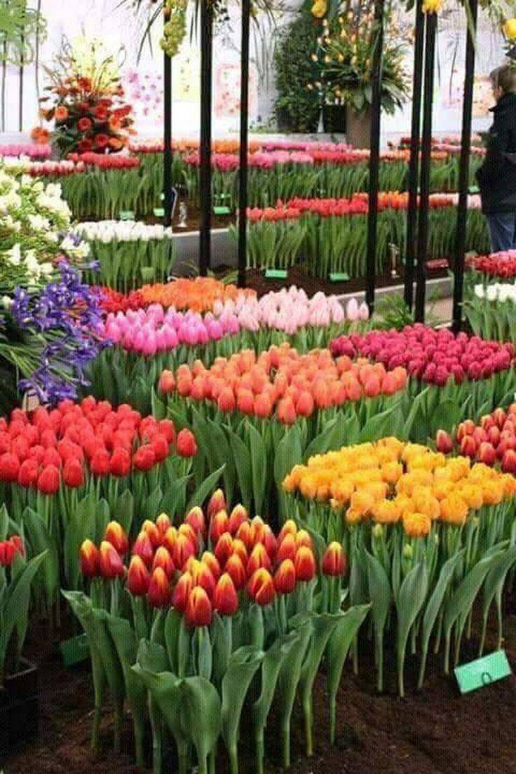 Spring Garden Ideas