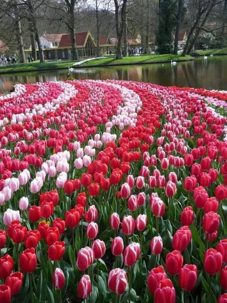 23 Tulip Garden Ideas You Must Look SharonSable