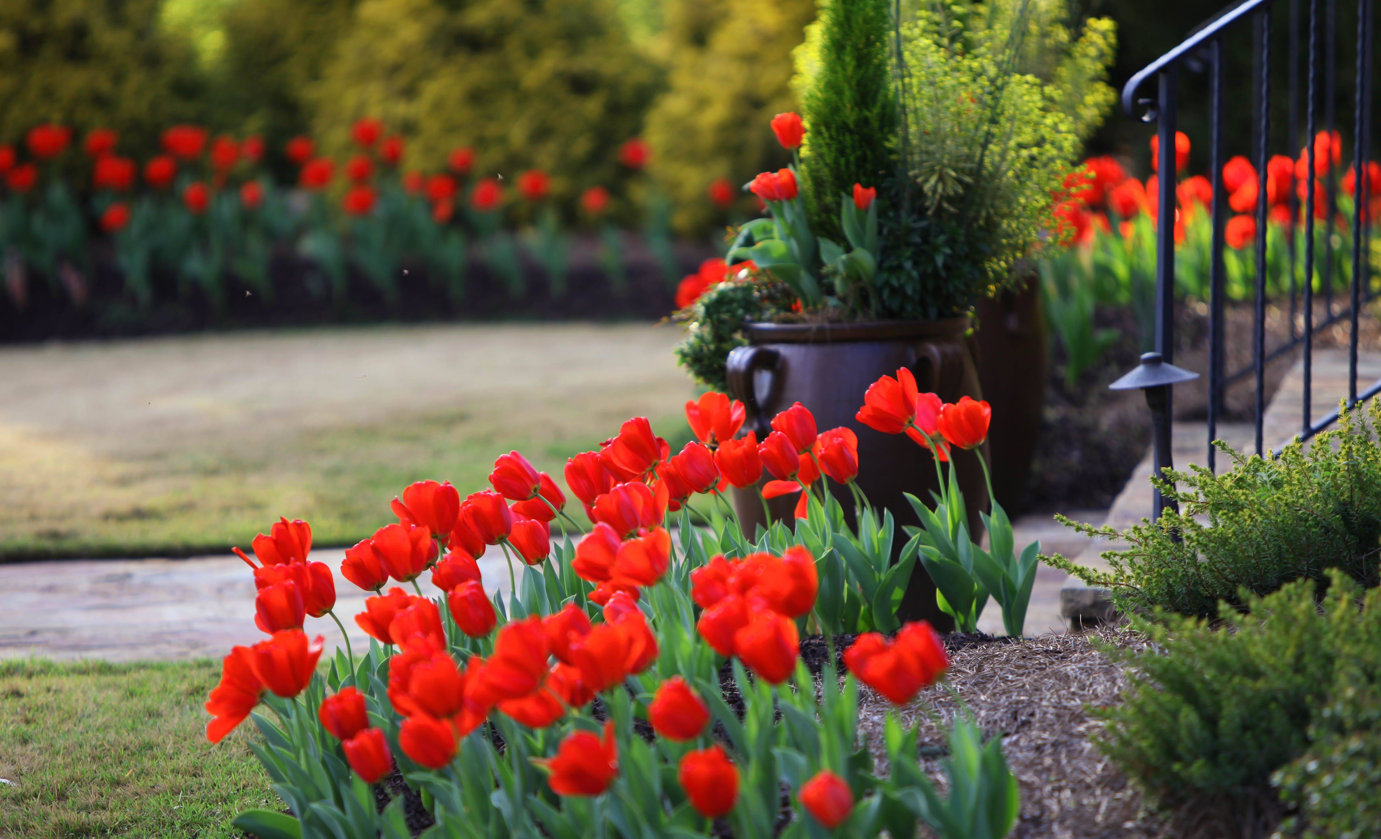 Spring Garden Flowers