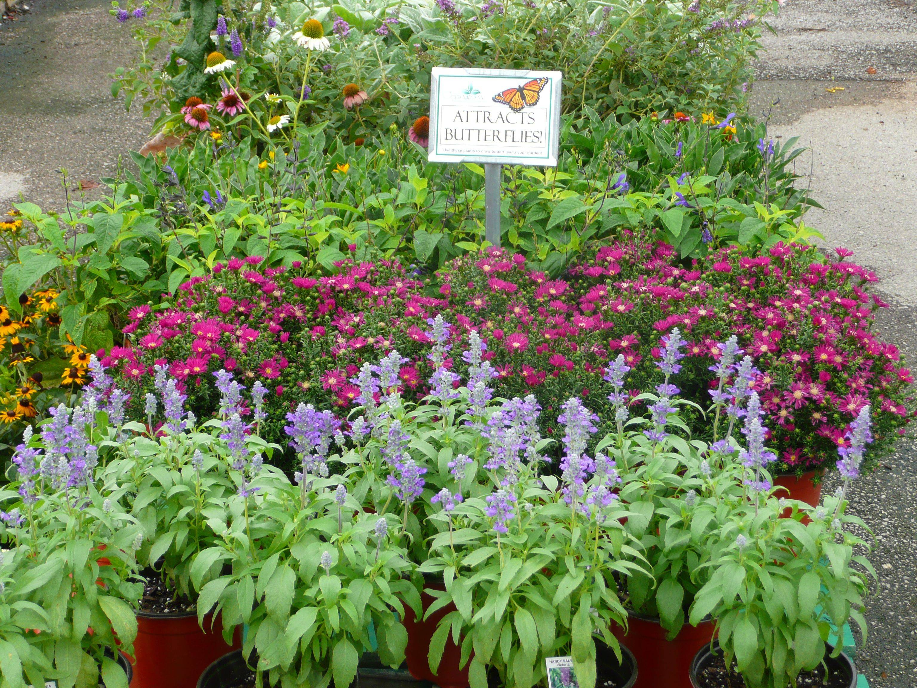 Easy And Low Maintenance Front Yard Landscaping Ideas