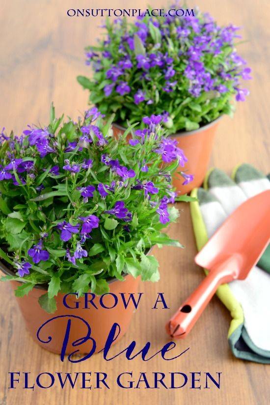 Summer Flower Garden Border Ideas