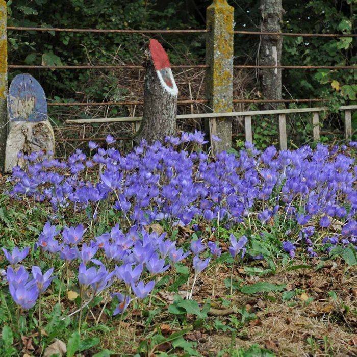Best Blue Flowers