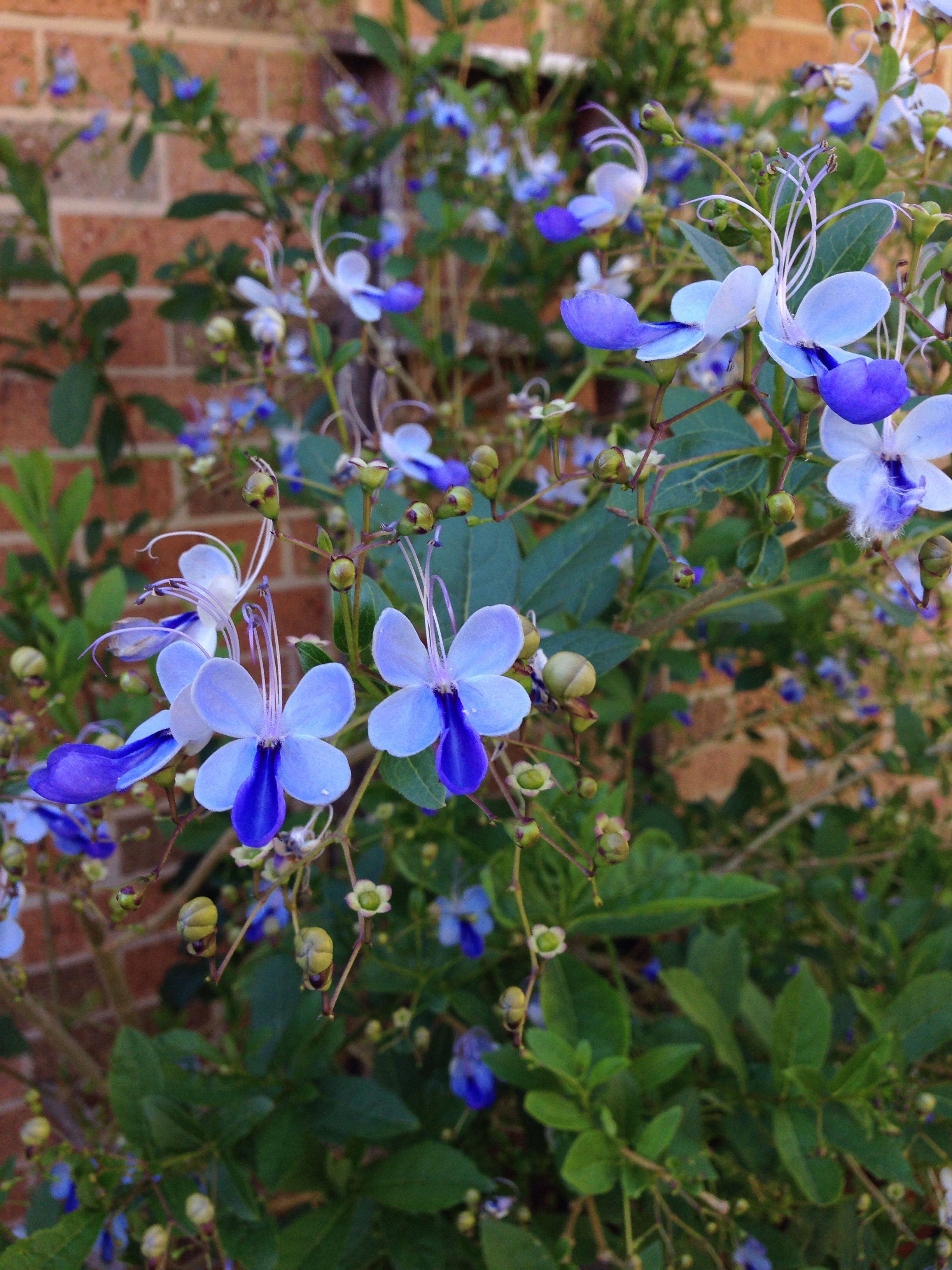 Beautiful Blue Garden Decorations