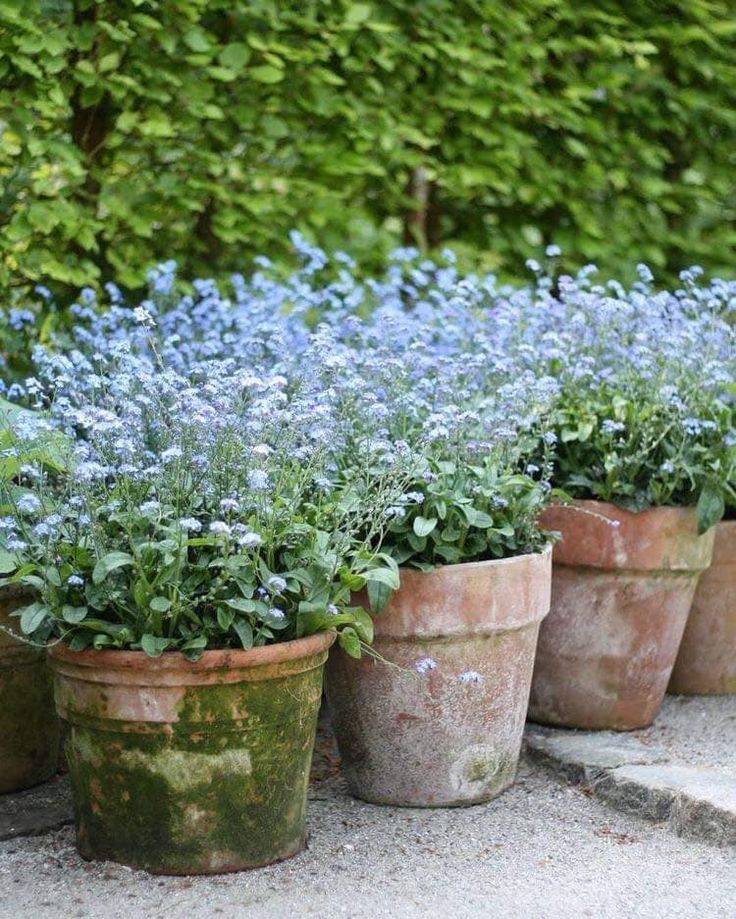 Beautiful Flowers