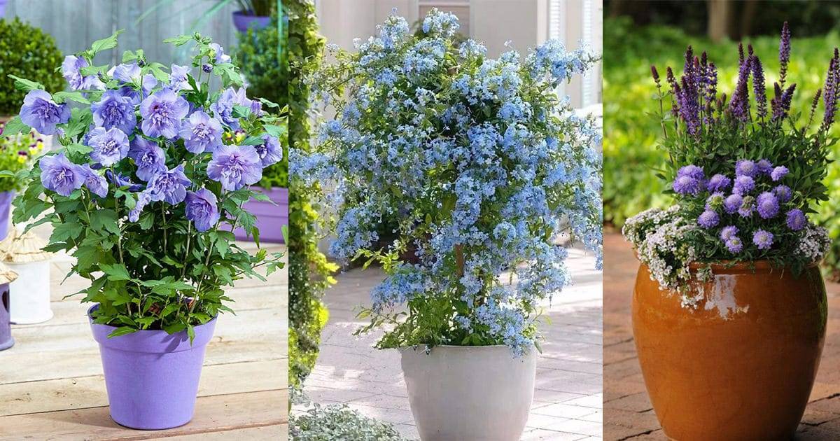 Blue And White Garden Design Ideas Gardening