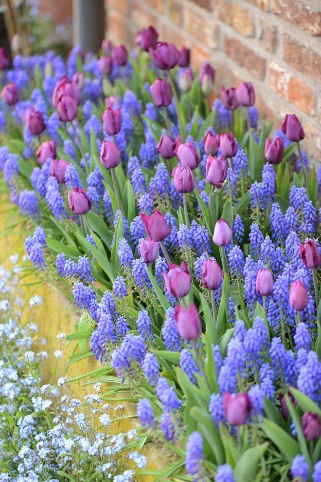 Blue White Flower Garden Ideas