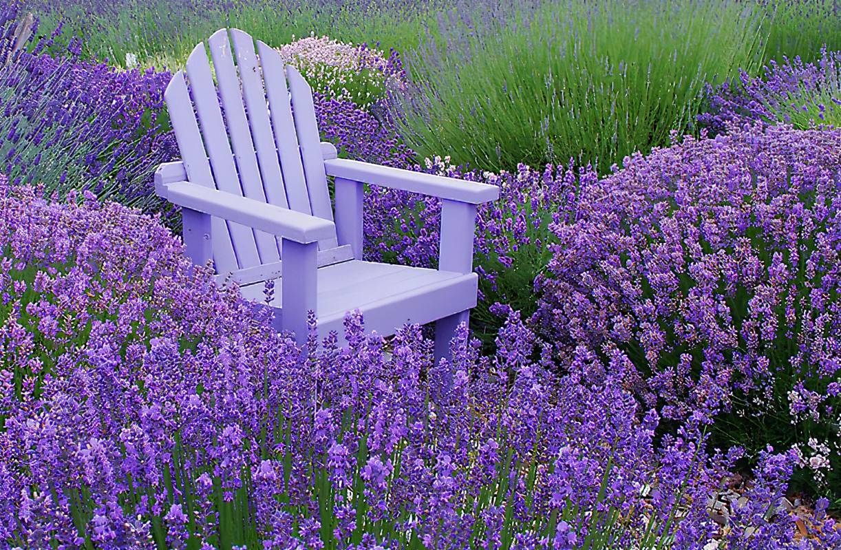 Lavender Garden Design Ideas