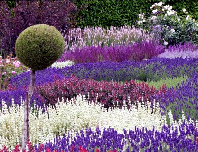 Lavender Garden