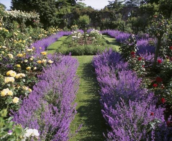 Lavender Gardens Ideas
