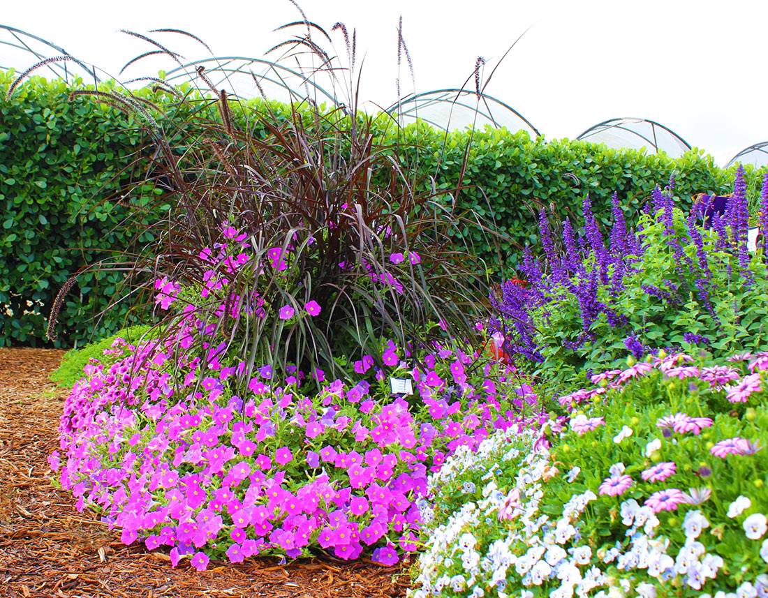 Lavender Gardens Ideas