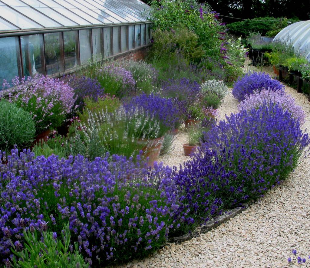Lavender Landscaping Gallery