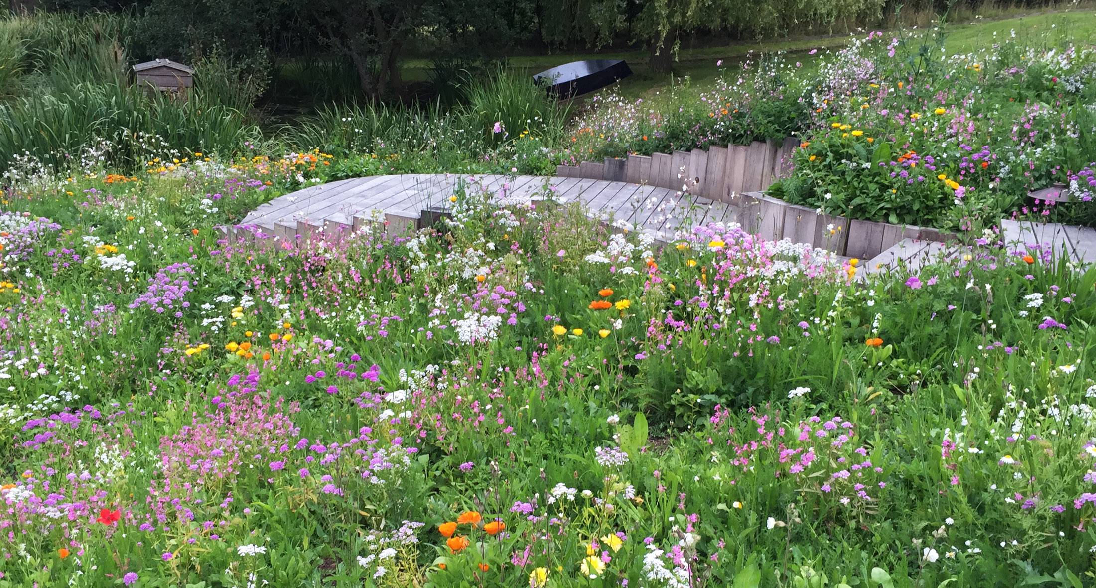 Autumn Wildflower Gardening Bexley Wildlife