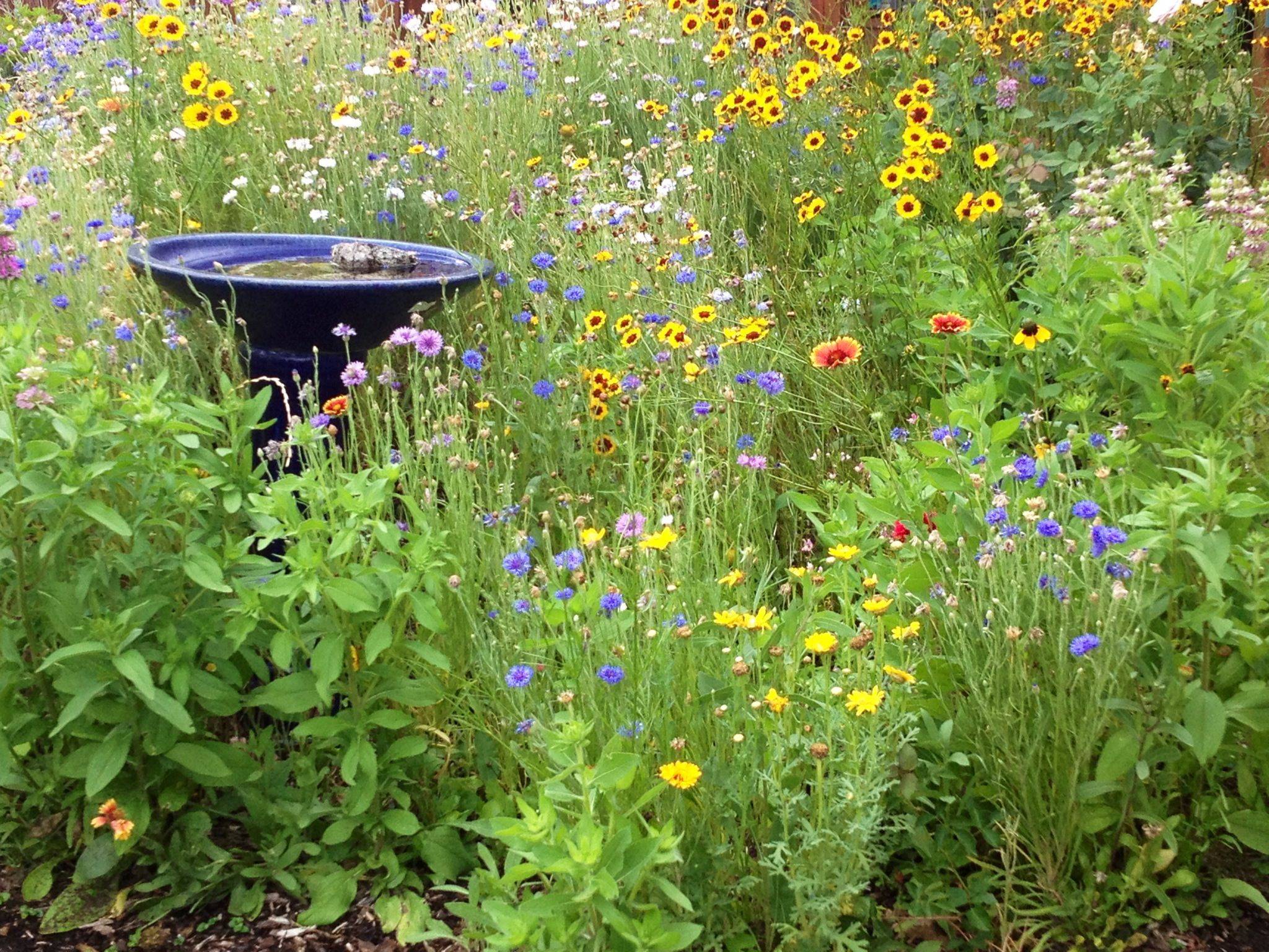 Wildflower Garden Design Ideas
