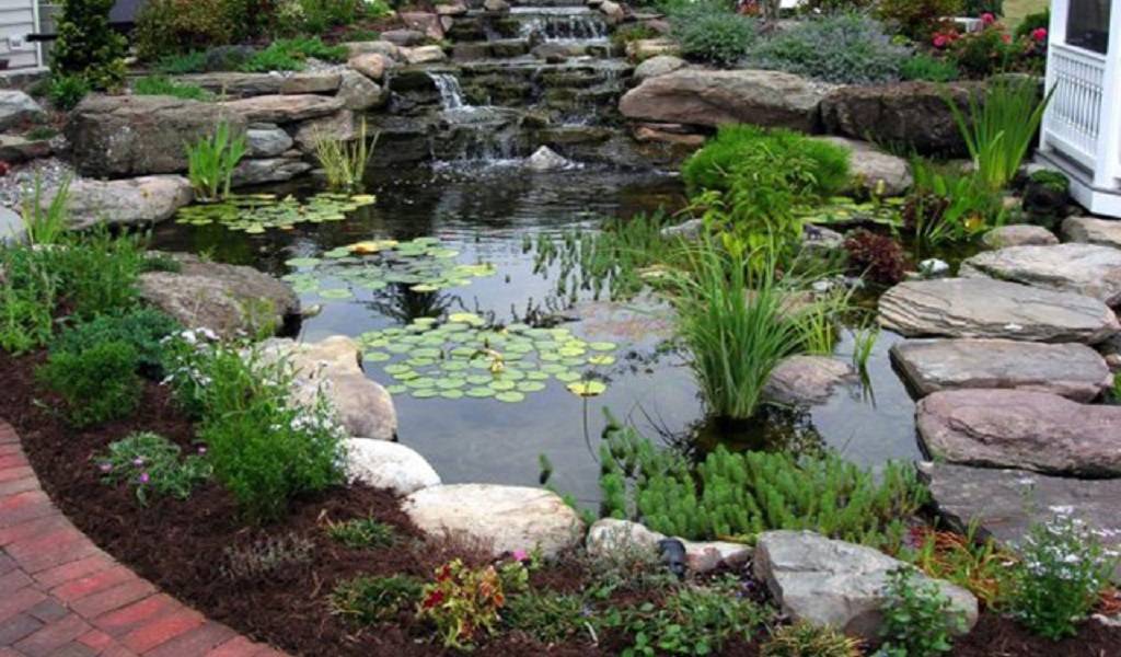 Ground Patio Pond Backyard Summer Small Fish