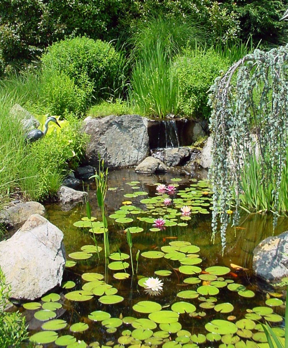 Backyard Pond Ideas