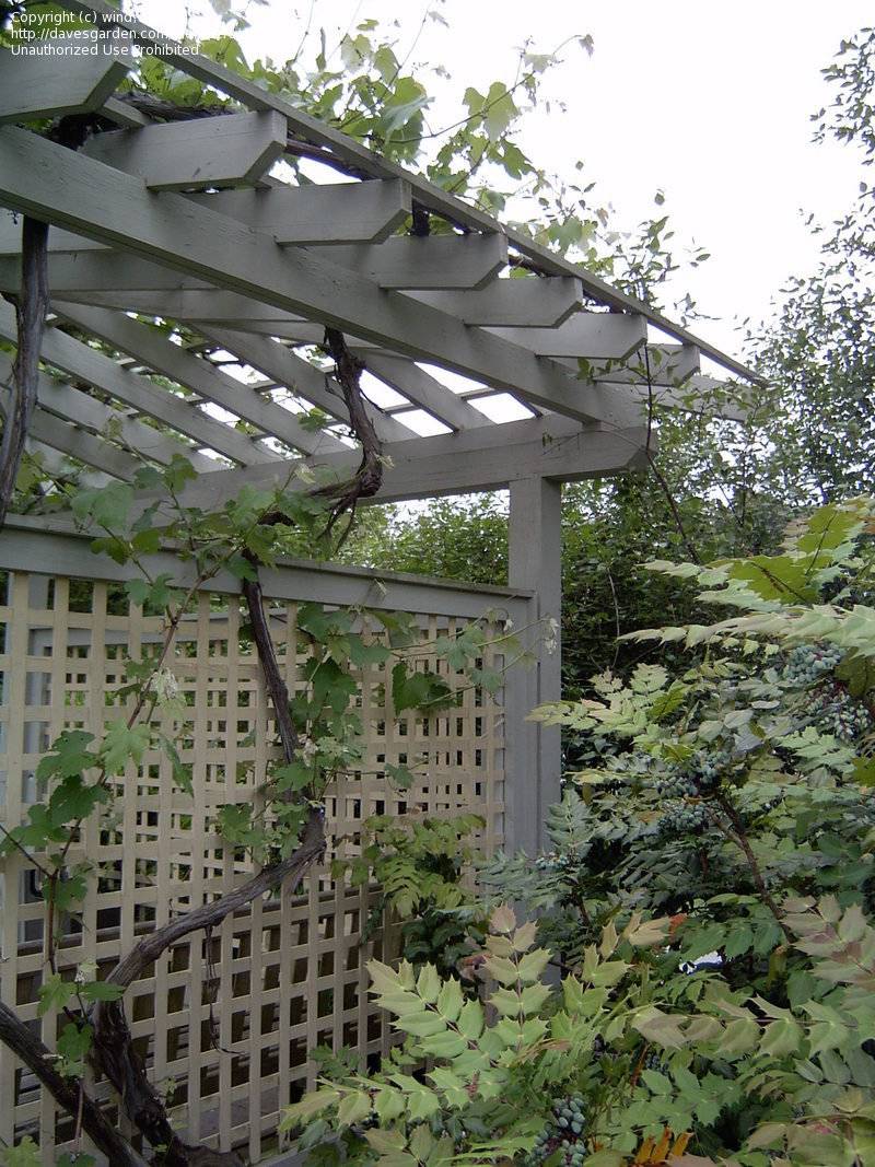 Unique Garden Trellis Ideas