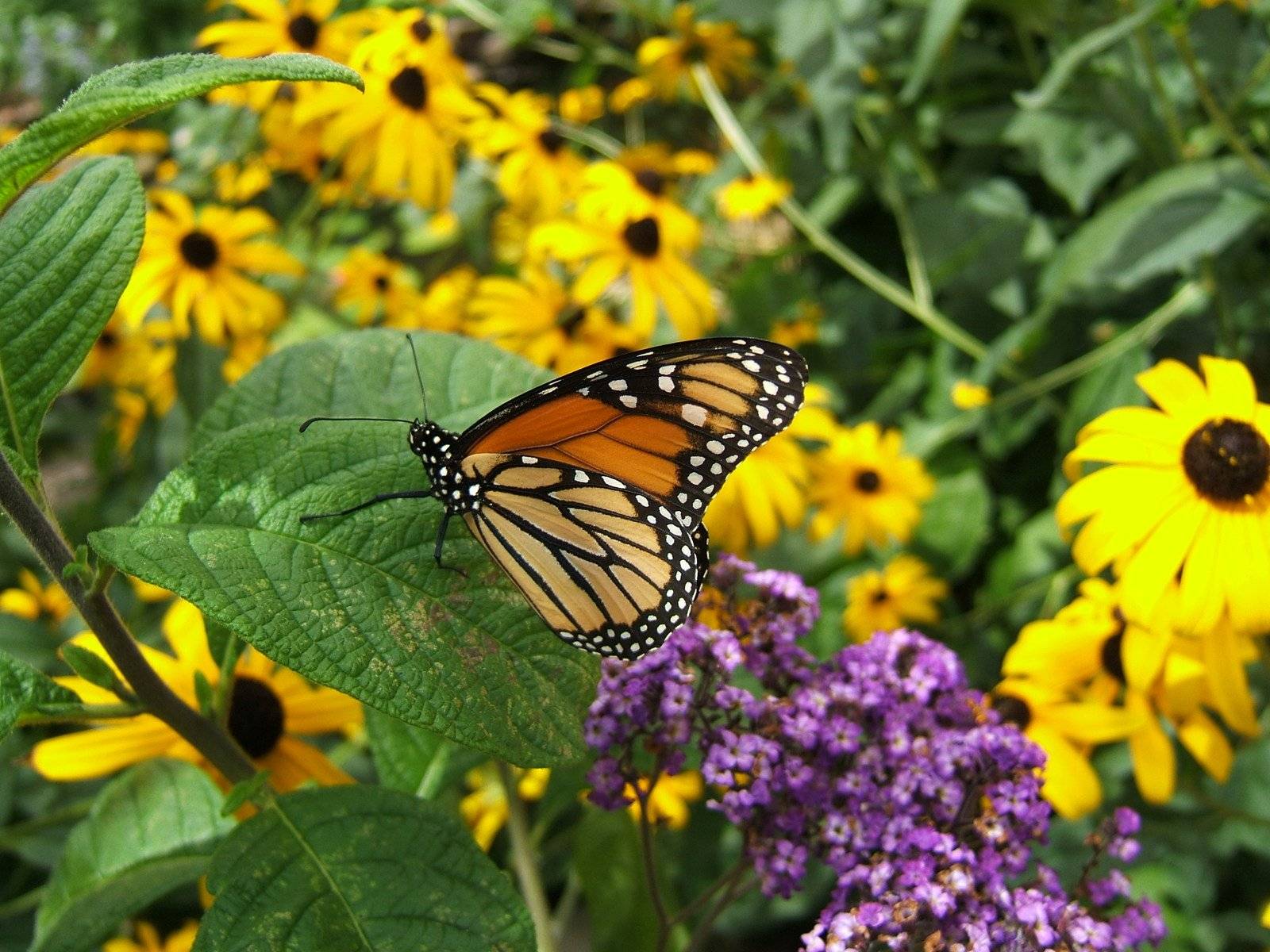 Inspiring Butterfly Garden Design Ideas