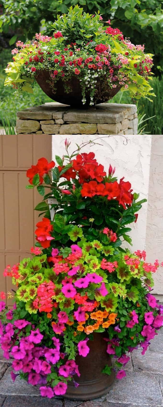 Wonderful Summer Container Garden Flower Ideas Page