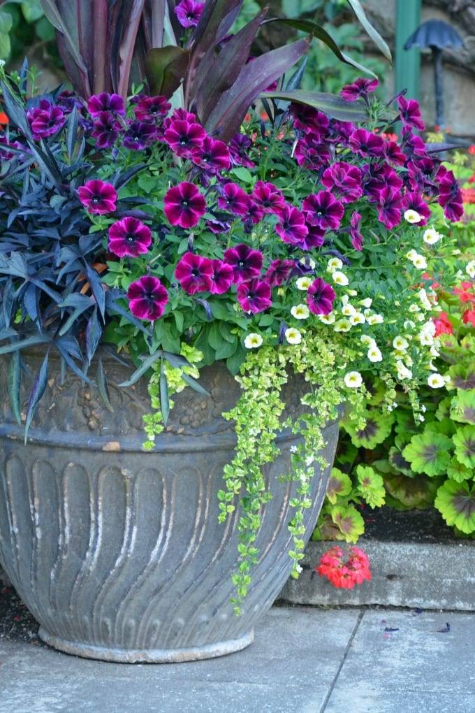 Wonderful Summer Container Garden Flower Ideas Page