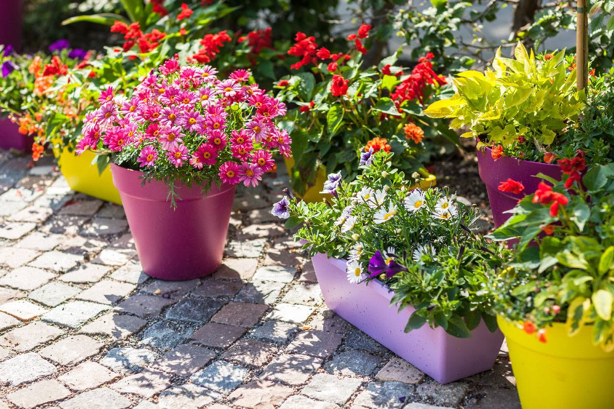 Plant Container Gardening
