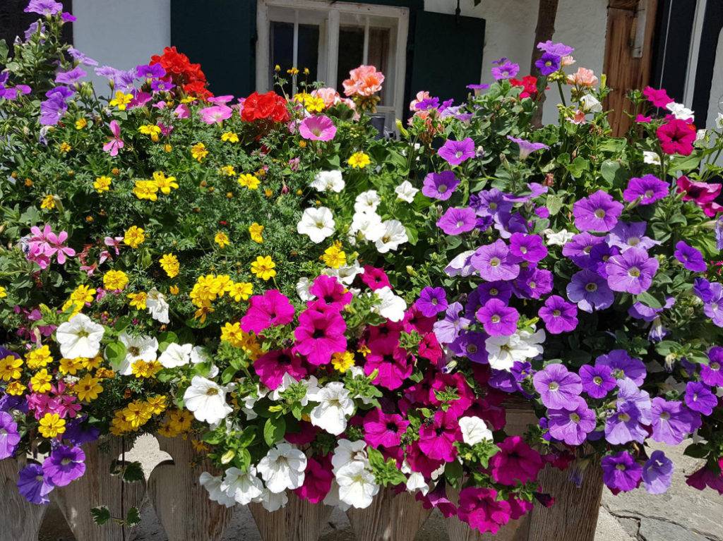 Blooming Cottage Style Garden Ideas