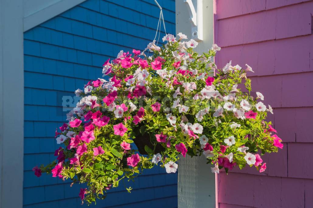 Petunia Garden Layout Ideas Best Landscaping Ideas