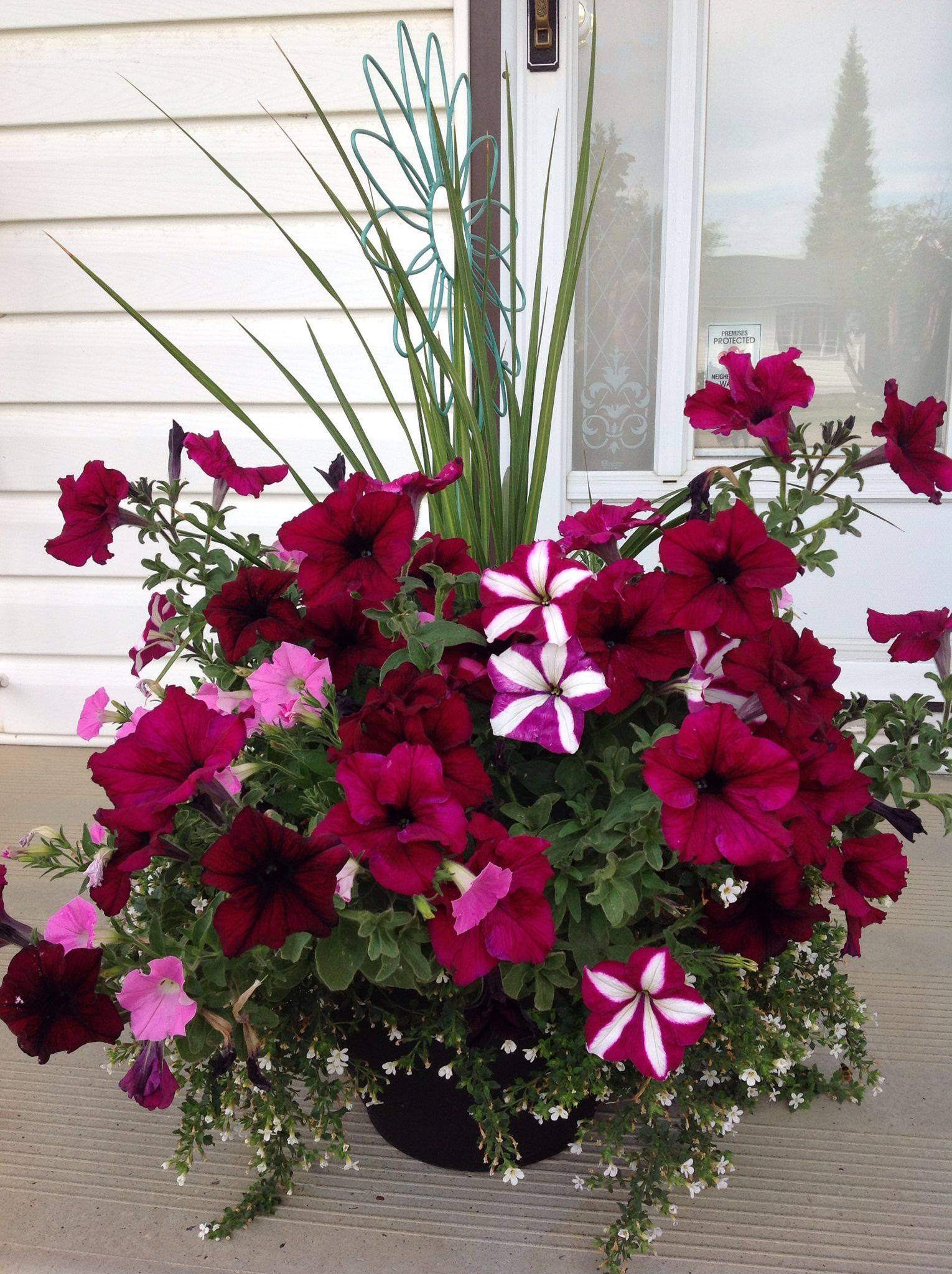 Petunia Garden Layout Ideas Best Landscaping Ideas