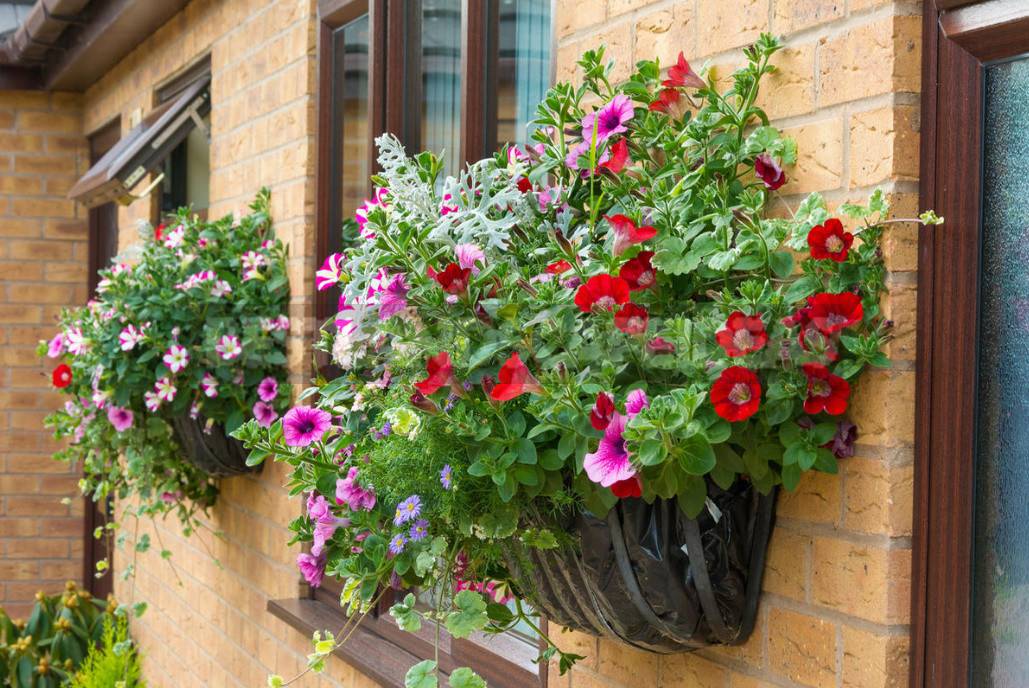 Petunia Garden Layout Ideas Best Landscaping Ideas