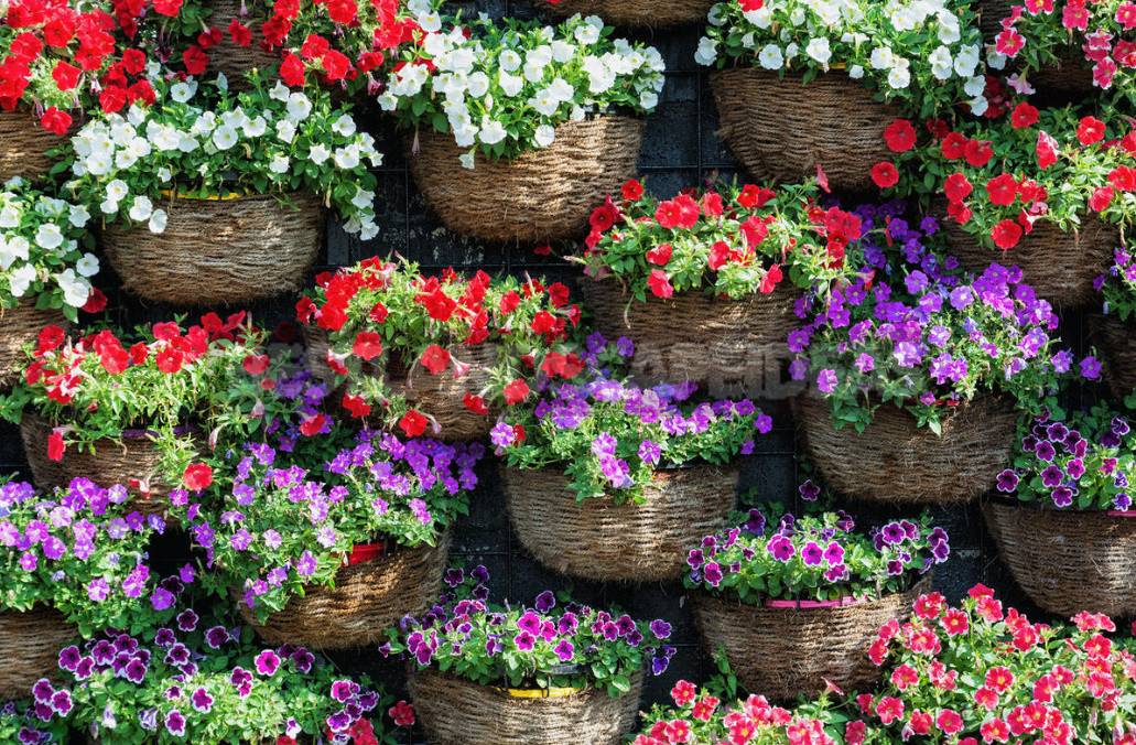 Striking Petunia Centerpiece Ideas